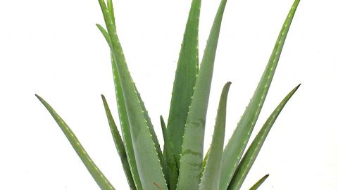 2 Aloe vera SET