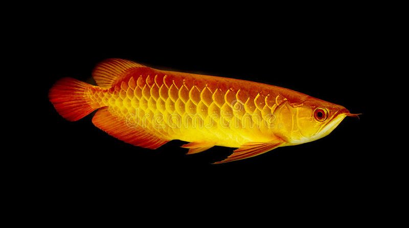 Arowana – Die besten Lebensmittel, um Ihr Baby Arowana zu füttern