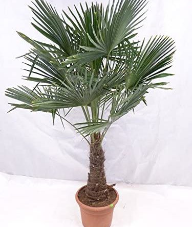 Palme XXL 160 Zentimeter PREMIUM Trachycarpus fortunei, Hanfpalme, winterhart bis -18°C