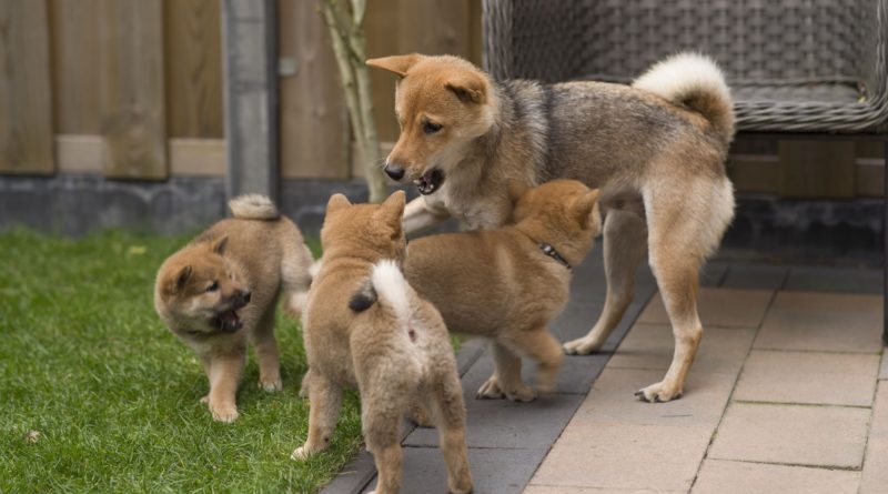 Die Voreingenommenheit, die Shiba Inu und Dogecoin antreibt