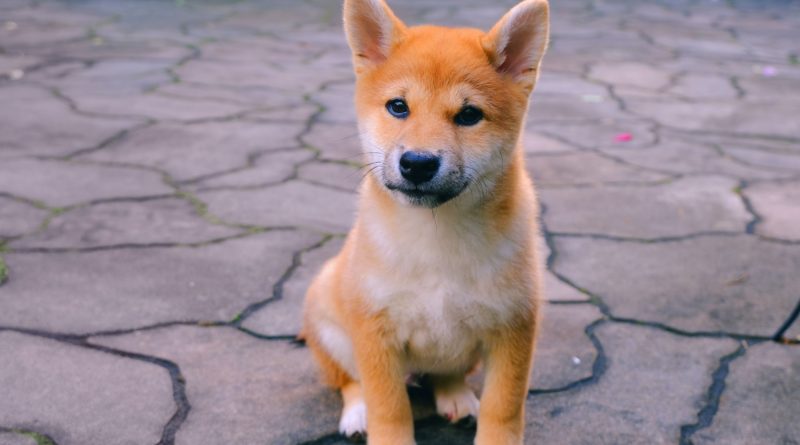 Das Summen um Shiba Inu ist nirgendwo in der Nähe von Einzelhandelswahn im Mai — CoinDesk