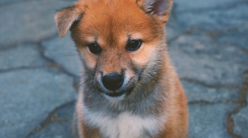 Warum Shiba Inu widerstandsfähiger war, als einige SHIB-Hasser zugeben möchten