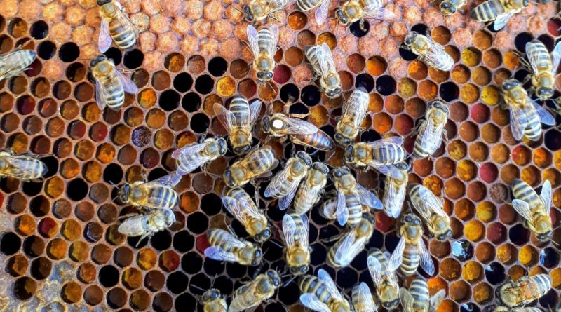 Hive Blockchain soll 110 Mio. CAD aufbringen, um die Bitcoin-Produktion zu erweitern