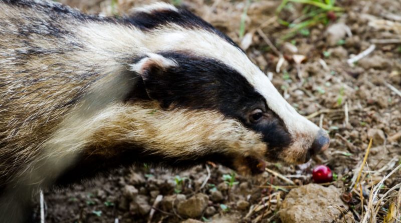 Nach einem 130-Millionen-Dollar-Hack testet Badgers Restitutionsplan die Grenzen der DAO-Governance