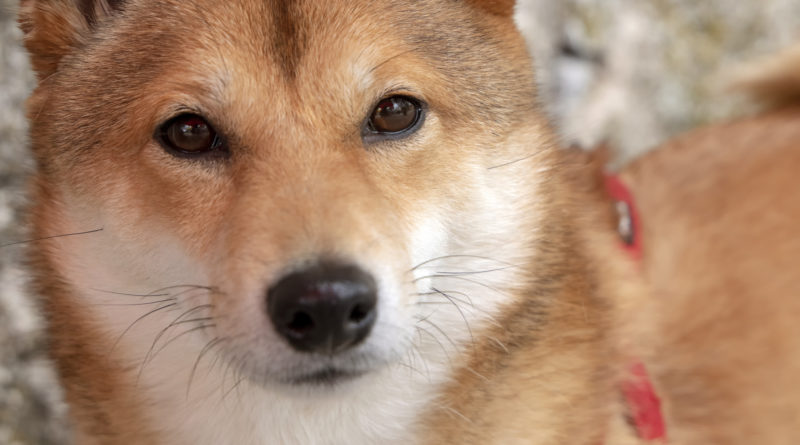 Dogecoin steigt um 11 %, wenn Zahlungen im Tesla Store live gehen