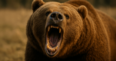 Record-Stablecoin-Liquidity-Fuels-Bitcoins-Exit-From-Bearish-Territory.png