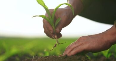 Rootstock-Achieved-Record-Merged-Mining-Participation-Despite-Declining-User-Activity.jpg