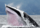 Inside the Crypto Whale Games: How Liquidation Hunting Targets Leveraged Traders
