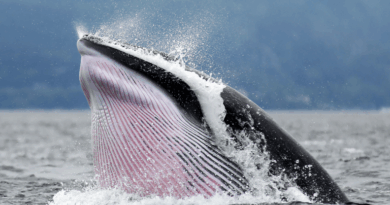 Inside-the-Crypto-Whale-Games-How-Liquidation-Hunting-Targets-Leveraged.png