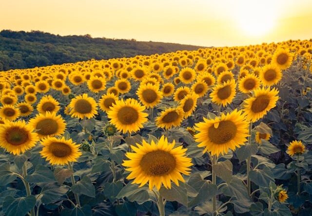 The Bitcoin path for the rest of us