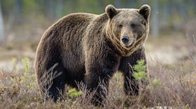 Who’s the ‘paper tiger’ now? The EU will crack under the burden of Ukraine — RT World News