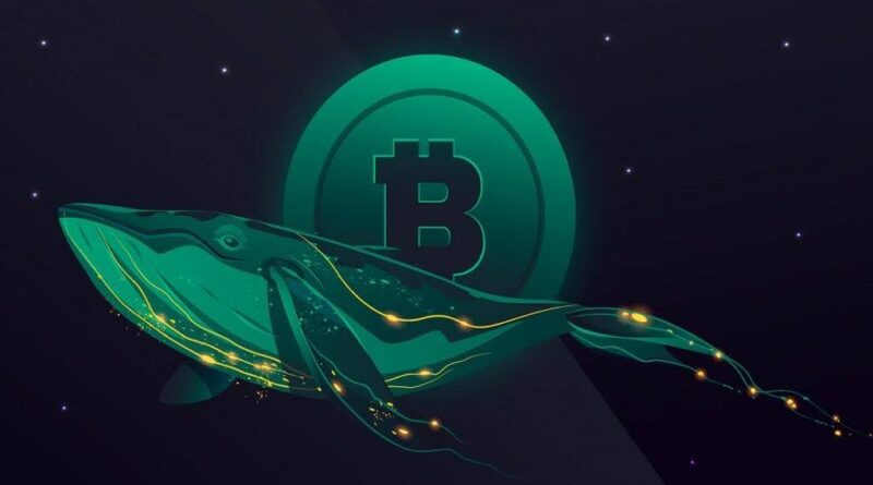New Whale Emerges After Fresh Wallet Withdraws 300 BTC From Binance in .7M Move