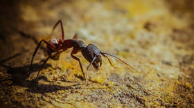 Airport police arrest man with over 2,000 live ants — RT Africa 1773415329_Airport-police-arrest-man-with-over-2000-live-ants-—.jpg